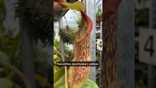 Nepenthes spatulata x peltata eine Kannenpflanze die zu den perfekten Mäusefängern zählt [upl. by Ahsiekyt]