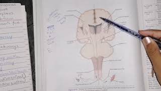 Descending tracts overview motor pathway division neuroanatomy [upl. by Nwadrebma912]