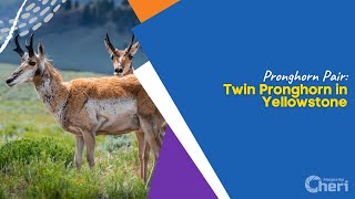 Pronghorn Pair Twin Pronghorn in Yellowstone [upl. by Orihakat]