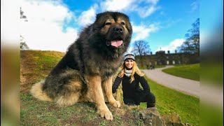 WOLF KILLER  THE LARGEST CAUCASIAN SHEPHERD OVCHARKA DOG IN THE UK [upl. by Eelarat]