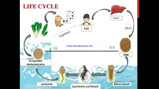 fasciola gigantica life cycle [upl. by Lipsey]