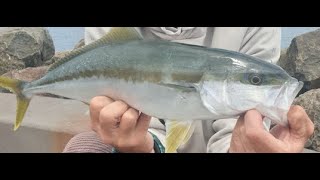 Botany Bay Kingfish  Botany Bay Fishing [upl. by Willis]