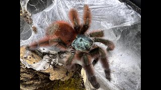 Caribena versicolor egg sac pull [upl. by Orutra]