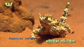 Thorny devil  Moloch horridus  Bergduivel [upl. by Arleen]