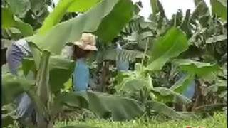 Where do Dole bananas come from [upl. by Davis]