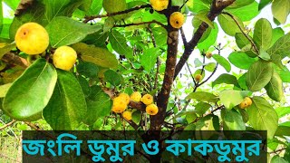 কাকডুমুর ফল ও তার গাছ। বৈজ্ঞানিক নামFicus hispida [upl. by Proudfoot]