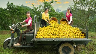 Use 3wheeled Vehicle Harvesting 400kg Orange Goes To The Market Sell  Orange Garden [upl. by Chellman]