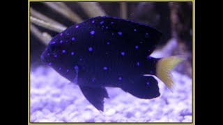 Jewel Damselfish  A Sparkling Wonder [upl. by Kong470]