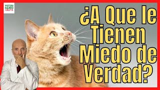 ¿A QUE LE TIENEN MIEDO LOS GATOS 📛 ¿CÓMO ASUSTAR A UN GATO CON PEPINOS [upl. by Firooc]