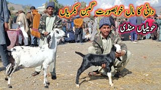 Beautiful Top Quality Milking And Pregnant Goats Prices On Havelian Maweshi Mandi By My Life Channel [upl. by Netsew]