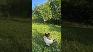 Petao i koka hvataju skakavca🐓🌱🦗rooster hen and grasshopper [upl. by Nagel699]