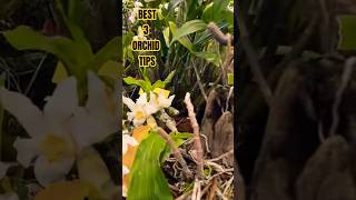 Best3 orchid tips HHH NURSERY [upl. by Ebaj296]