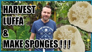 Harvest Luffa loofah and Make Sponges [upl. by Michelina]