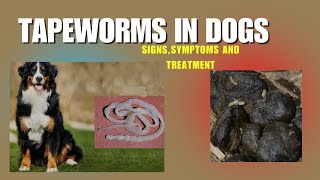 Does Your Dog Have Tapeworms Find Out How to Treat Them [upl. by Uzziel]