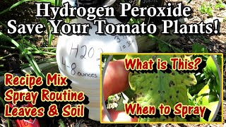 Save Your Tomato Plants with Hydrogen Peroxide Spray Cheap amp Easy Mix Ratio Routine and More [upl. by Zampardi]