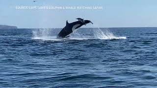 Killer whales wow tourists and hunt dolphins off San Diego coast [upl. by Hsoj875]