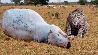 This is why the jaguar is the terror of farmers [upl. by Sined]