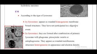 lysosomeamp Peroxisomes Histology [upl. by Tal]