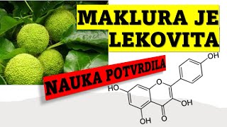 MAKLURA JE IZUZETNO LEKOVITA BILJKA NAUKA POTVRDILA [upl. by Intisar]