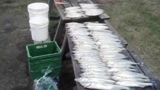 Pesca de pejerrey en cámping keidel [upl. by Ardnahs]