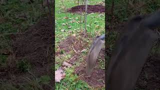 The easy way to mulch around trees and shrubs gardenmaintenance [upl. by Keefe]