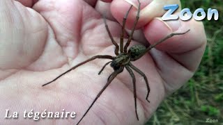 La Tégénaire une araignée qui montre de « l’affection » — domestic house spider [upl. by Orteip]