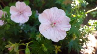 geranium sanguineum striatum 2 [upl. by Selinski]