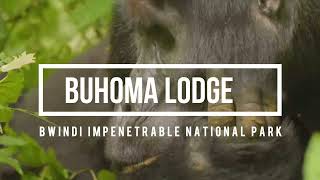 Buhoma Lodge in Bwindi Impenetrable National Park Uganda [upl. by Lanaj661]