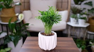 Neanthe Bella Palm Chamaedorea Elegans Care amp Growing Guide  Plant Mom Care [upl. by Egan91]