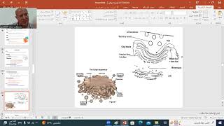 HISTOLOGY 3  GOLGI APP LYSOSOMES amp PEROXISOMES  BY D SAAD ELSHAFEY [upl. by Notsecnirp828]