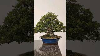 Satsuki Azalea quotKozanquot cleanup🕊 bonsai fyp howto prune pluck flowers after flowering best [upl. by Leonardo562]