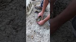 He swallowed another fish fish fishing shorts shortvideo short catfish ytshorts [upl. by Reklaw]