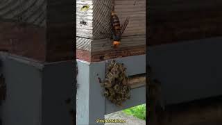 Avispón Gigante Comiendo Abejas 🐝👺✋ [upl. by Clerk]