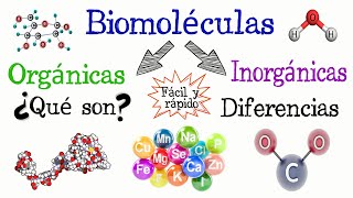 🌐Biomoléculas Orgánicas e Inorgánicas💫 Fácil y Rápido  QUÍMICA  BIOLOGÍA [upl. by Fesoj320]