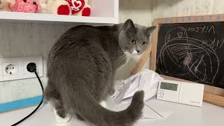 Cat wants to destroy my paper crafts  ASMR Cat House [upl. by Anneh]