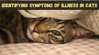 How to Recognize Signs of Illness in Cats Health Alert [upl. by Briny]