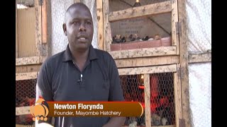 Kienyeji Chicken hatchery business  part 2 [upl. by Ott]