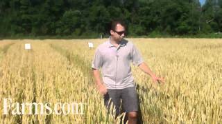 Agronomy Video Wheat Disease Control on Septoria Powdery Mildew [upl. by Lucie233]