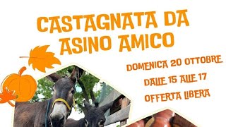 CASTAGNATA DA ASINO AMICO [upl. by Levania]