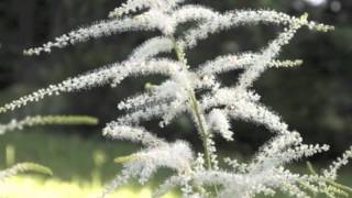 Aruncus dioicus Goats Beard [upl. by Chalmer]