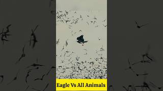 Eagle 🦅 Vs All Hunters  Unique Style Of Eagle 🦅 junglefacts facts martialeagle [upl. by Cinom]