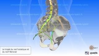 Moelle épinière et nerfs rachidiens simplifiés Nerf sciatique et nerf fémoral [upl. by Finlay]