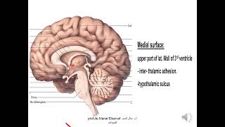 Diencephalon 1 thalamus  ProfDr Manal Elsawaf [upl. by Jeffcott]