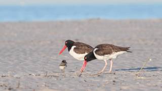 American Oystercatchers  4k Video [upl. by Nafets]