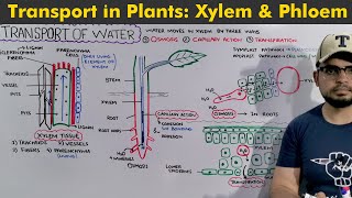 Transport in Plants Complete chapter in 1 hour [upl. by Louisa]