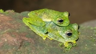 Granular glass frog 🐸 amplexus time [upl. by Bainter]