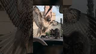 Kitten is almost eaten by Hawk funny hunting predator rescue amazing [upl. by Al]