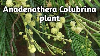 Anadenanthera Colubrina Onenonlypharmacy [upl. by Margit]