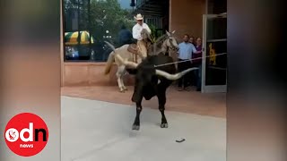 Only in America Cowboy Lassoes Rampaging Longhorn in Downtown Colorado Springs [upl. by Godart]