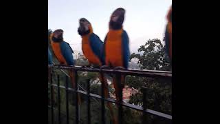 Visitas de guacamayas  Macaws visit comedoresdeguacamayas Caracas Venezuela [upl. by Trofmoc]